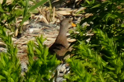 ケリ_240812_東京港野鳥公園_砂礫地_公財日本野鳥の会_レンジャー青木撮影1.1