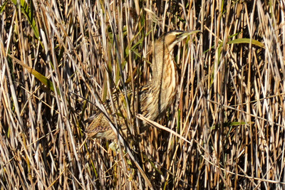 サンカノゴイ_241214_東京港野鳥公園_東淡水池_公財日本野鳥の会_レンジャー青木撮影3.1