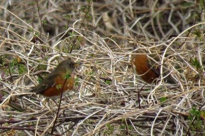 190227_アカハラ_ミニ生態園_古沢撮影