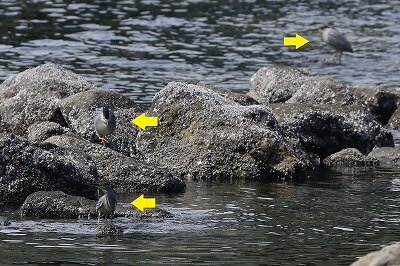ササゴイ３羽IMG_6332