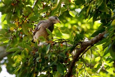 ムクドリ_220928_東京港野鳥公園_恩田幸昌_MG_2986_trim