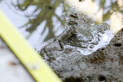 トビハゼ_220628_東京港野鳥公園_恩田幸昌_MG_1382_trim