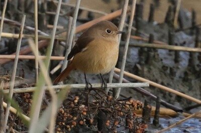 2025年12月19日の野鳥公園 : 東京港野鳥公園 レンジャーブログ