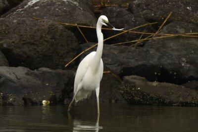 ダイサギ_20200627_東京港野鳥公園_レンジャー撮影