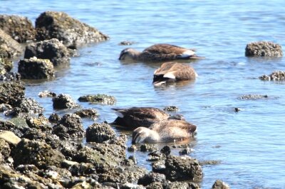 カルガモ_240322_東京港野鳥公園_恩田幸昌_IMG_1052_trim