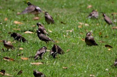 ムクドリ_190613_東京港野鳥公園_恩田幸昌_MG_3318_trim