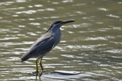 ササゴイ_20200815_東京港野鳥公園_レンジャー撮影