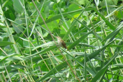 オオヨシキリ_休息_2016-07-28