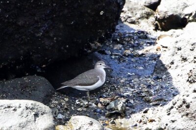 イソシギ_220730_東京港野鳥公園_恩田幸昌_MG_2100_trim