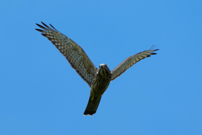 サシバ_240811_東京港野鳥公園_東淡水池_公財日本野鳥の会_レンジャー青木撮影2.1