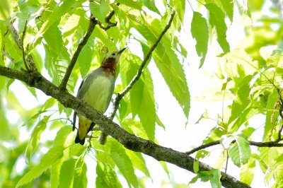 190428_コムクドリ_自然生態園_青木撮影