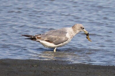 ウミネコ_200805_潮入りの池