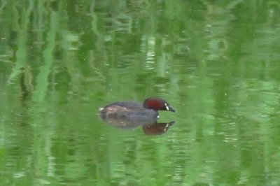 カイツブリ_190620_東淡水池