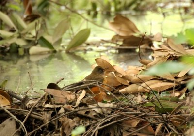 アカハラ_自然生態園小川_191017