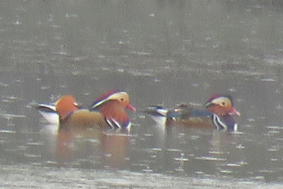 オシドリ_191029_潮入りの池