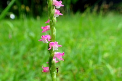 ネジバナ_180606_東京港野鳥公園_恩田撮影_P6060029_trim