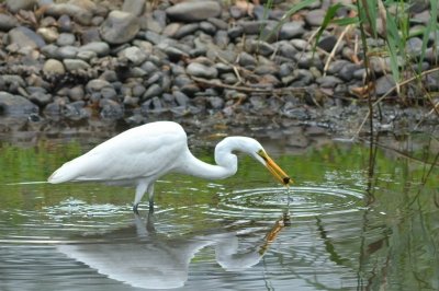 ダイサギー191011-西淡水池