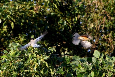 モズ_オナガ_171026_東京港野鳥公園_恩田撮影_MG_7621_trim