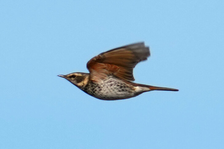 1200px-東京港野鳥公園入口.JPG
