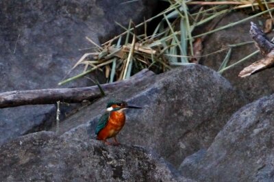 カワセミ_211030_東京港野鳥公園_恩田幸昌_MG_0052_trim