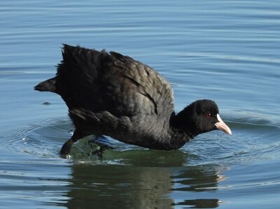 2026年2月1日の野鳥公園 : 東京港野鳥公園 レンジャーブログ