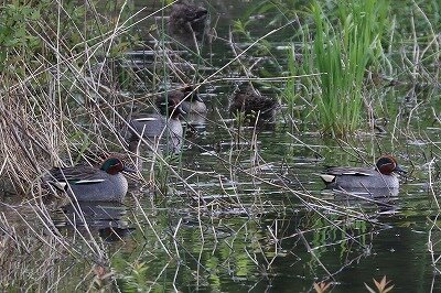 コガモ(トリ)　IMG_3082