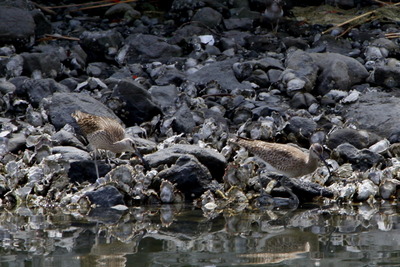 チュウシャクシギ_170504_東京港野鳥公園_恩田撮影_MG_3382_trim
