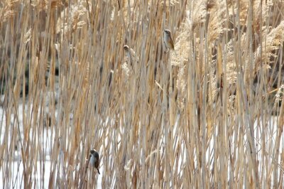 オオジュリン_240314_東京港野鳥公園_恩田幸昌_IMG_0919_trim