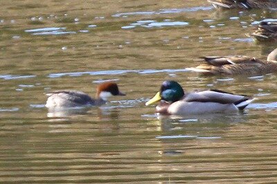 ミコアイサ_20201222_3号観察小屋_野口R撮影