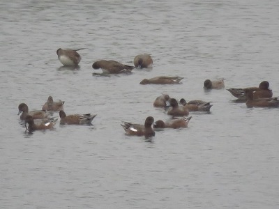 180929_潮入り_ヒドリガモ