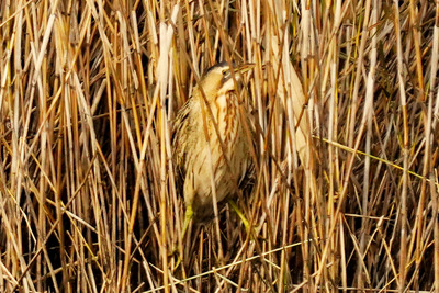 サンカノゴイ_241225_東京港野鳥公園_東淡水池_公財日本野鳥の会_レンジャー青木撮影1.1