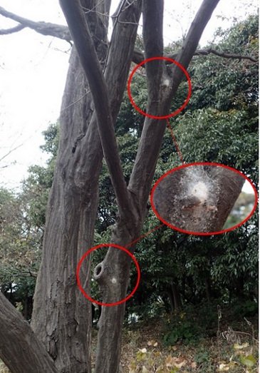 ジョロウグモの卵のう20171224 torimingu2