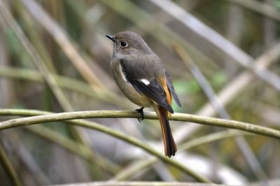 ジョウビタキ_191019_潮入りの池2