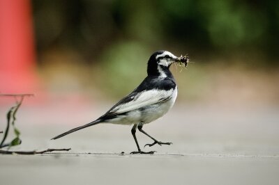2026年7月12日の野鳥公園 : 東京港野鳥公園 レンジャーブログ