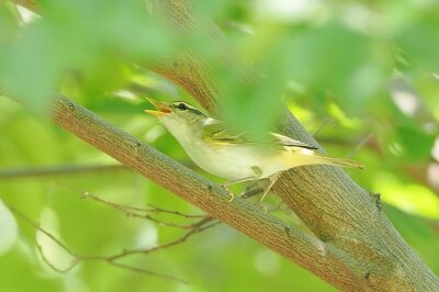 2025年8月21日の野鳥公園 : 東京港野鳥公園 レンジャーブログ