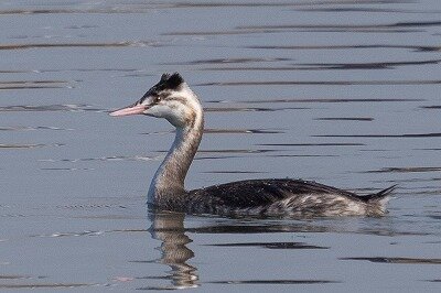 カンムリカイツブリ幼鳥