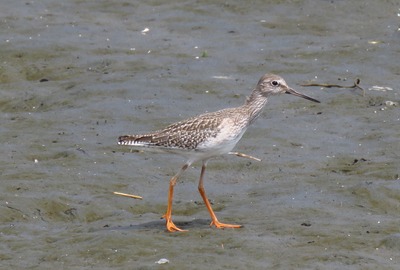 アカアシシギ_東京港野鳥公園潮入りの池_20190911