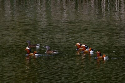 オシドリ_201027_東京港野鳥公園_恩田幸昌_MG_5899_trim