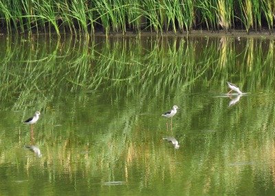 セイタカシギー190829－東淡水池