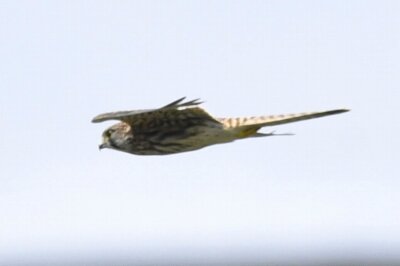 チョウゲンボウ_20200801_東京港野鳥公園_レンジャー撮影