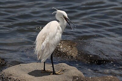 小鷺IMG_5230鳥