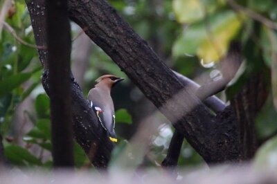キレンジャク_20200215_東京港野鳥公園_恩田幸昌_MG_4787_trim