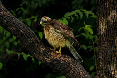 サシバ_240830_東京港野鳥公園_4号観察小屋_公財日本野鳥の会_レンジャー青木撮影1