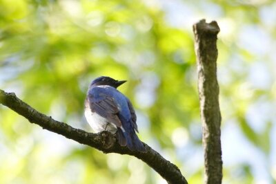 オオルリ_210428_東京港野鳥公園_恩田幸昌_MG_6875_trim