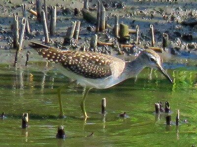 タカブシギ_200820_東淡水池_レンジャー撮影