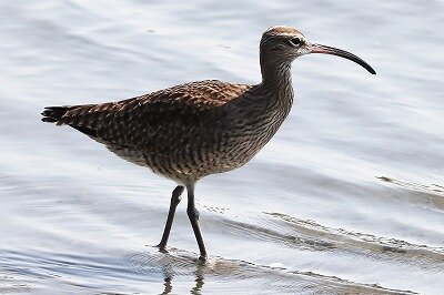 中尺鷸　IMG_9996鳥