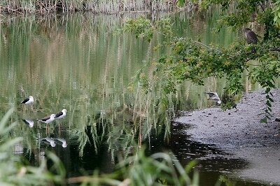 セイタカシギ_ゴイサギ_230815_東京港野鳥公園_恩田幸昌_MG_5642_trim