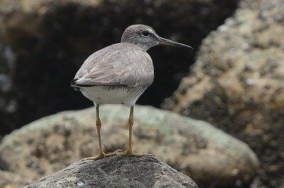 黄足鷸0P4A0544鳥