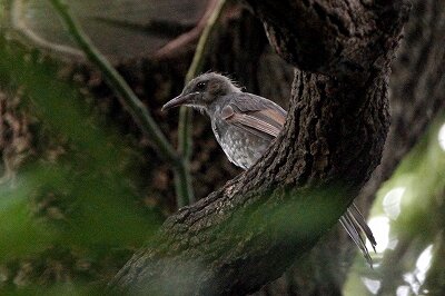 ヒヨドリ_230907_東京港野鳥公園_恩田幸昌_MG_6876_trim