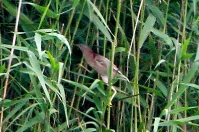 ヨシゴイ_230530_東京港野鳥公園_恩田幸昌_MG_1376_trim